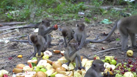 Los-Monos-Bebés-Comen-Fruta-Y-Se-Alimentan.